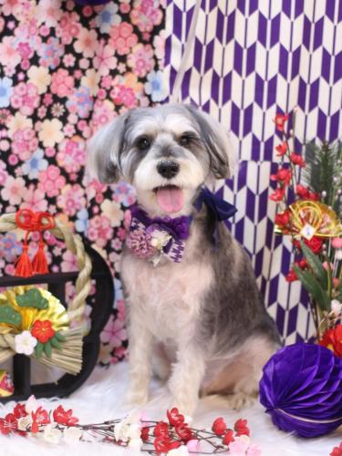 20250111パピコくん